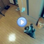 Vidéo du chat recordman du saut en hauteur : c'est fou !