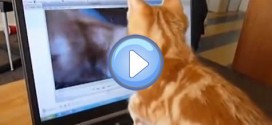 Vidéo d'un chaton roux qui se voit dans une vidéo de lui-même: trop chou !