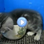 Vidéo du chaton qui s'endort dans une tasse - trop mignon