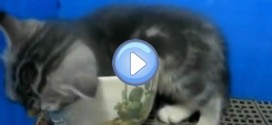 Vidéo du chaton qui s'endort dans une tasse - trop mignon