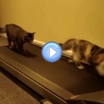 Vidéo de deux chatons qui font du sport sur un tapis roulant : c'est dingue !