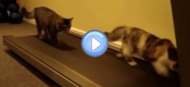 Vidéo de deux chatons qui font du sport sur un tapis roulant : c'est dingue !