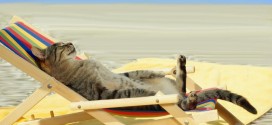 Le chat qui dort dans un transat au soleil