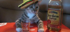 Le chat mexicain qui boit de la tequila pour l'apéro !