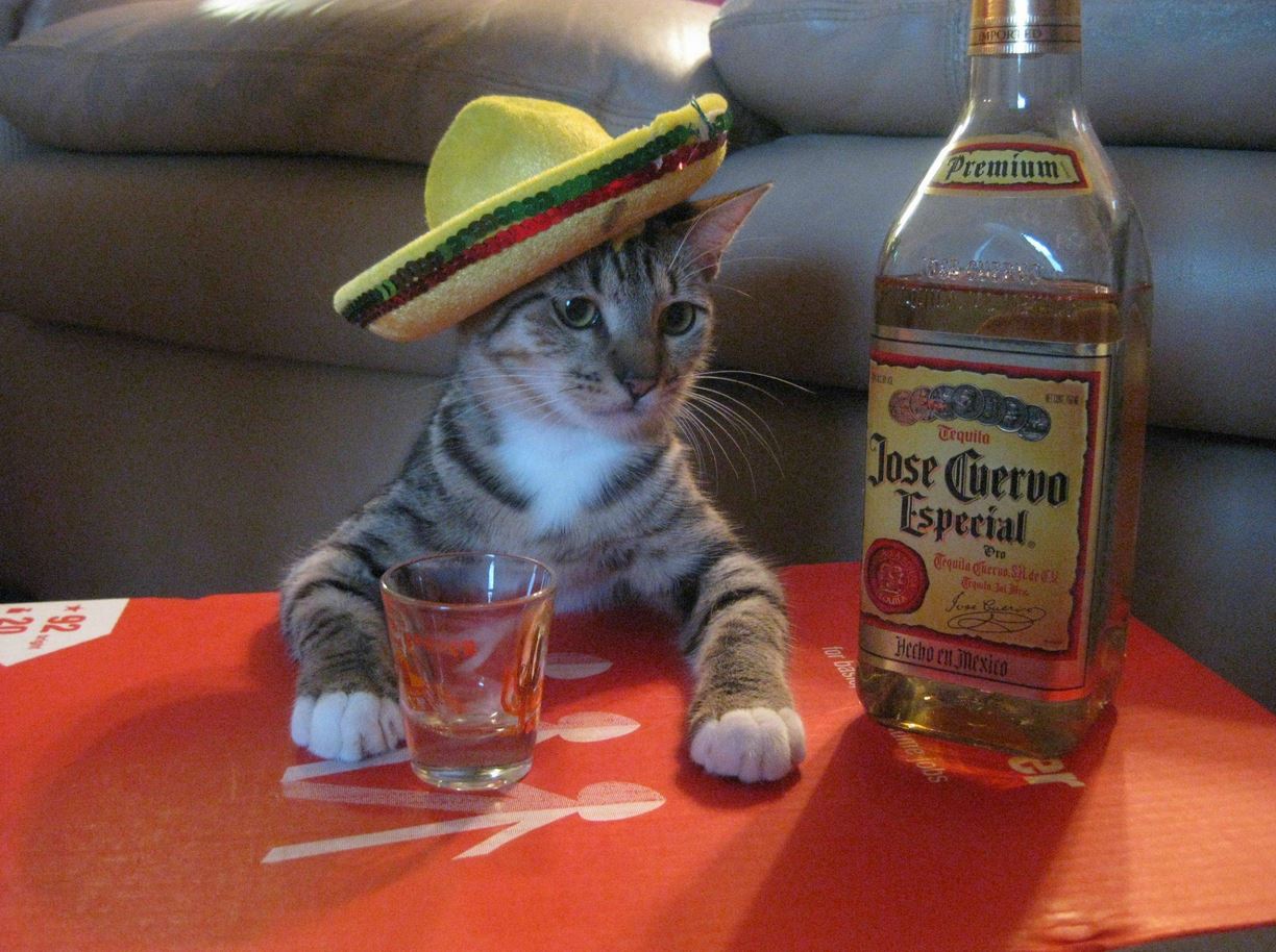Le chat mexicain qui boit de la tequila pour l'apéro !
