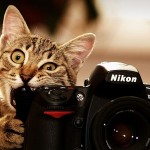 Le chat qui mort dans un appareil photo Nikon