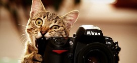 Le chat qui mort dans un appareil photo Nikon