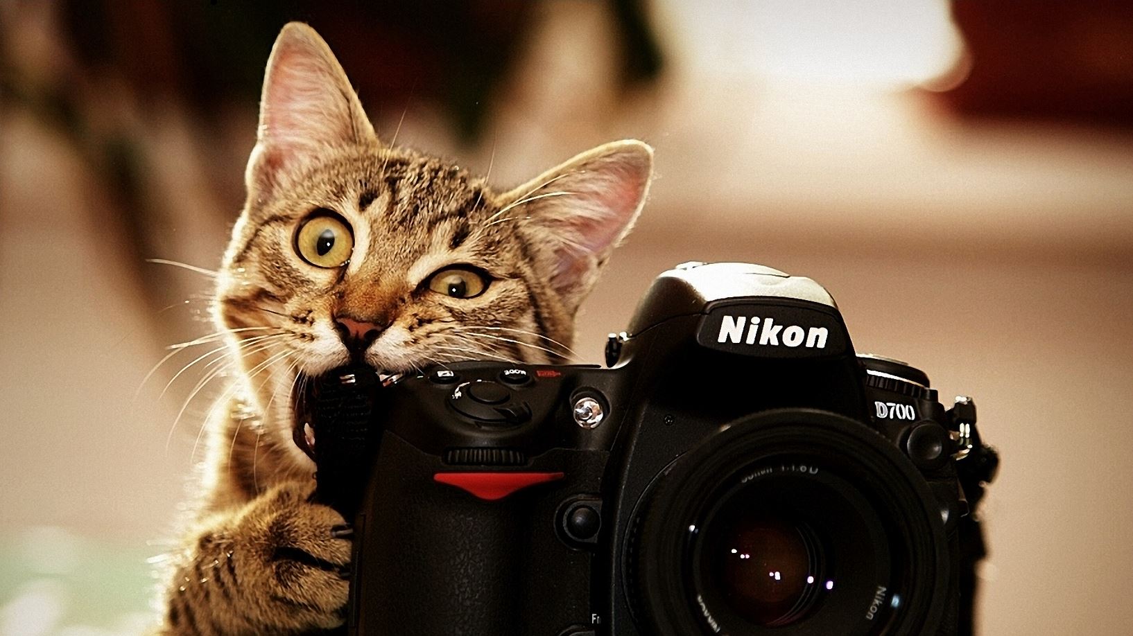 Le chat qui mort dans un appareil photo Nikon
