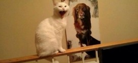 Le chat pas content devant un poster de chien