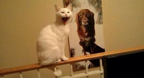 Le chat pas content devant un poster de chien