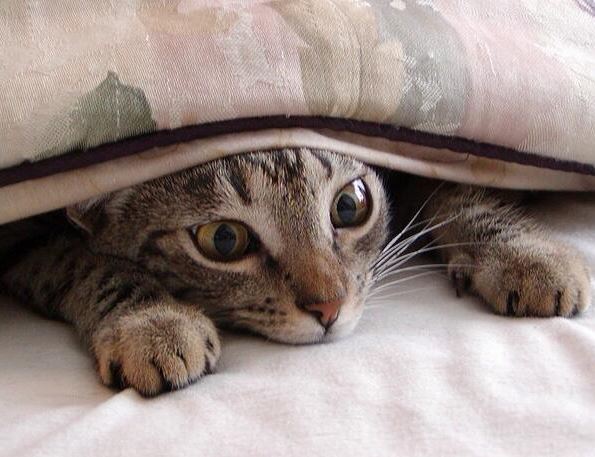 Le chat caché sous la couverture, au chaud, qui fait de gros yeux !