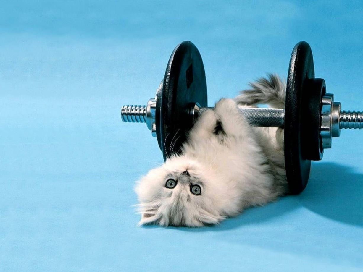 Le chat qui fait du sport avec des halteres 