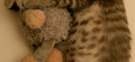 Le chaton qui dort avec sa peluche : trop chou