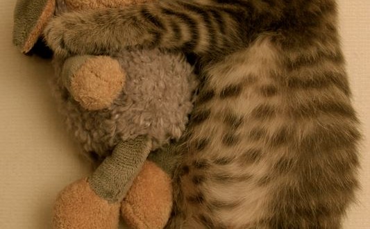 Le chaton qui dort avec sa peluche : trop chou