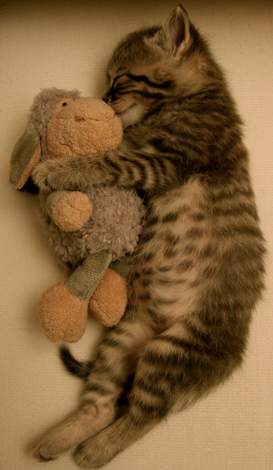 Le chaton qui dort avec sa peluche : trop chou