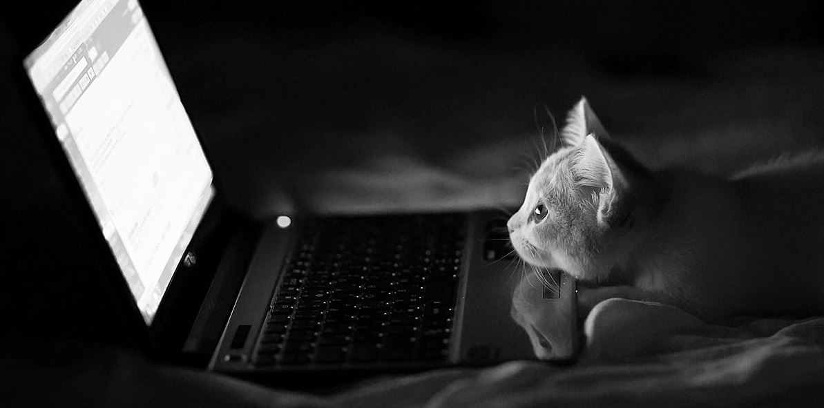 Le chaton geek