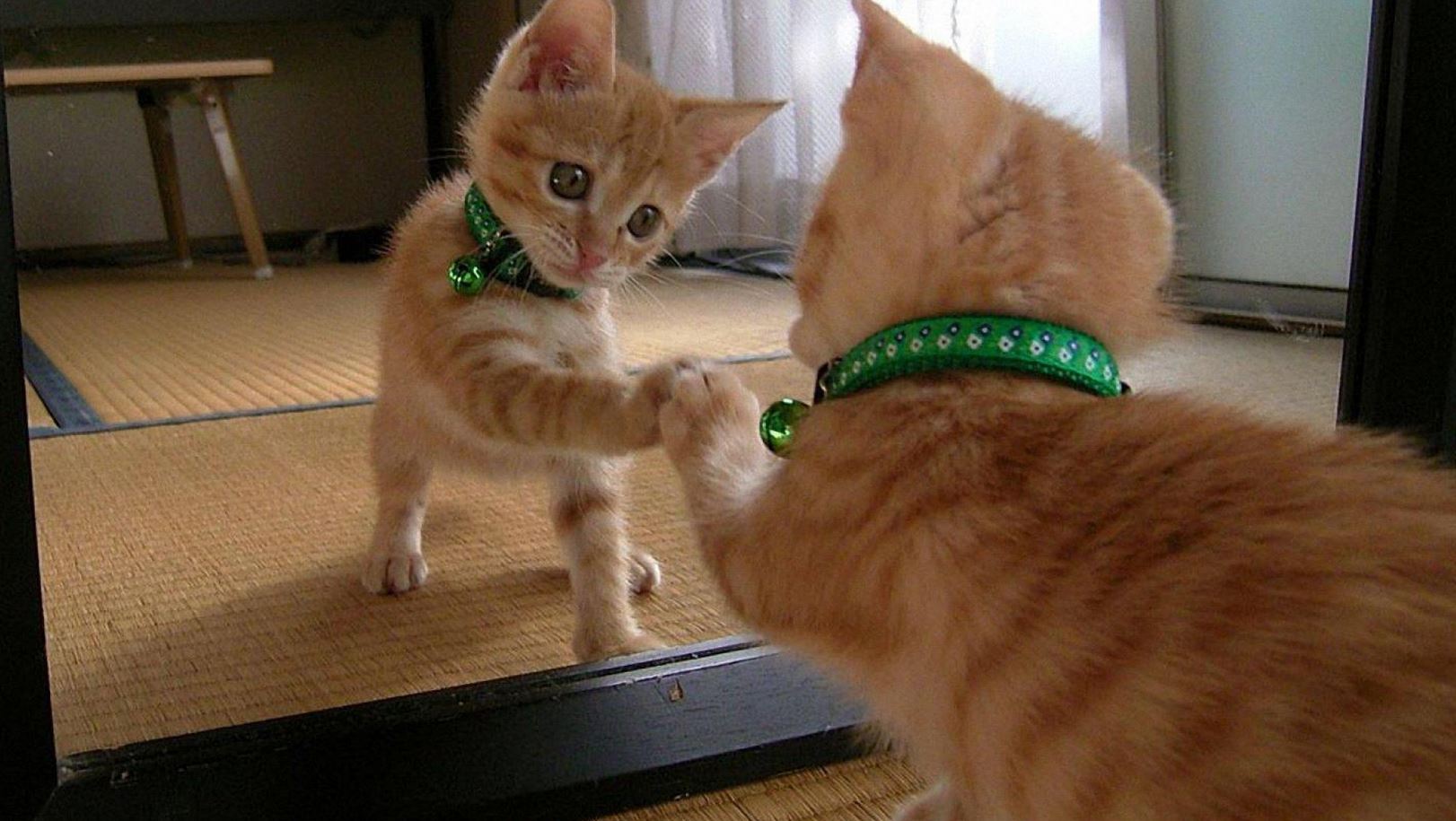 Le chaton qui se regarde dans un miroir