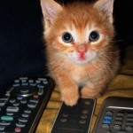Le chaton qui joue avec la télécommande