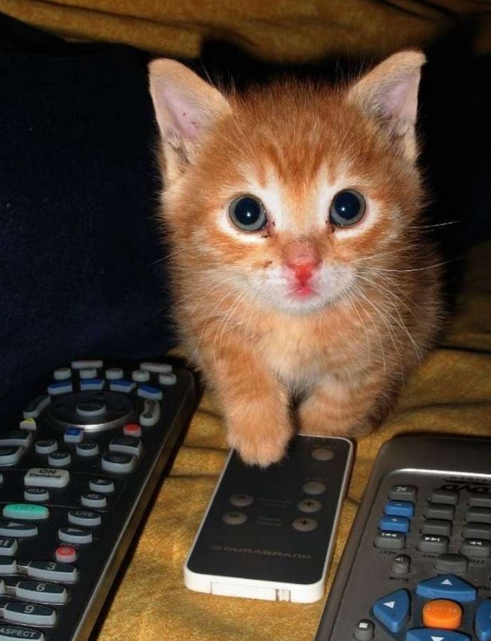 Le chaton qui joue avec la télécommande