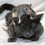 Un rat qui chevauche un chat ! C'est fou