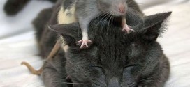 Un rat qui chevauche un chat ! C'est fou