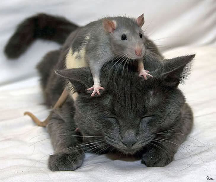 Un rat qui chevauche un chat ! C'est  fou