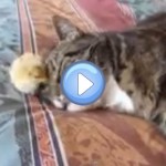 Vidéo d'un chat qui s'endort sur un petit poussin : trop chou !