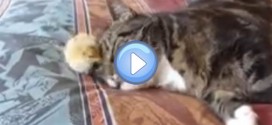 Vidéo d'un chat qui s'endort sur un petit poussin : trop chou !