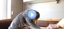 Vidéo d'un Scottish Fold qui mange de la glace et du fromage avec ses pattes