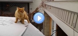 Vidéo du chat sur une voiture enneigée qui manque son saut