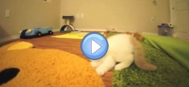Vidéo de Bun Bun, un chaton Exotic Shorthair qui fait de petits bonds : trop chou