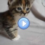 Vidéo du chaton qui pleurniche car sa maman n'est pas là : trop chou !