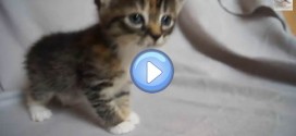 Vidéo du chaton qui pleurniche car sa maman n'est pas là : trop chou !