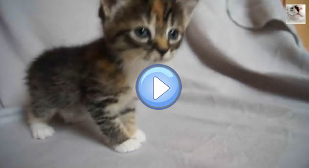 Video Du Chaton Qui Pleurniche Car Sa Maman N Est Pas La Trop Chou Lol Chat Images Photos Et Videos De Lolcats Video Du Chaton Qui Pleurniche Car Sa Maman N Est Pas La Trop Chou Lol Chat Images Photos Et Videos De Lolcats
