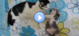 Video d'une chatte qui réconforte son chaton pour qu'il s'endorme : trop chou !