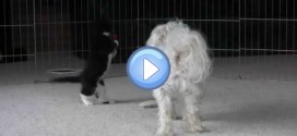 Vidéo de chiens avec des chatons : trop mignons