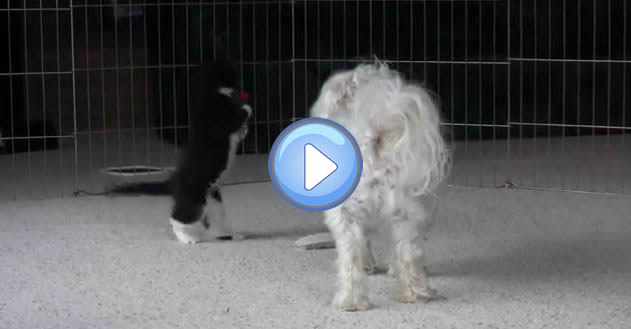 Video De Chiens Avec Des Chatons Trop Mignons Lol Chat Images Photos Et Videos De Lolcats Video De Chiens Avec Des Chatons Trop Mignons Lol Chat Images Photos Et Videos De Lolcats