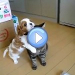 Vidéo du chiot qui embête le chat de la maison