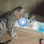 Vidéo d'une maman Bengal qui parle avec son chaton