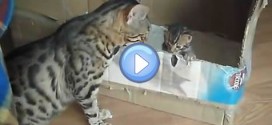 Vidéo d'une maman Bengal qui parle avec son chaton