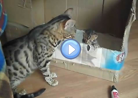 Vidéo Dune Maman Bengal Qui Parle Avec Son Chaton Lol