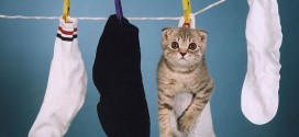 Le chat dans une chaussette accroché à une corde à linge