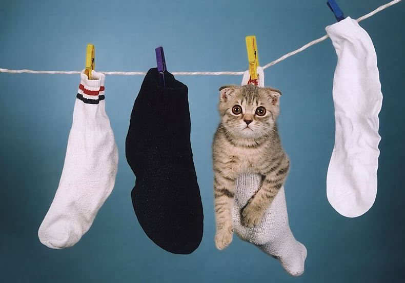 Le chat dans une chaussette accroché à une corde à linge