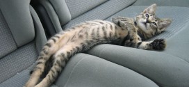 Le chat couché à l'arrière d'une voiture : il est à l'aise !