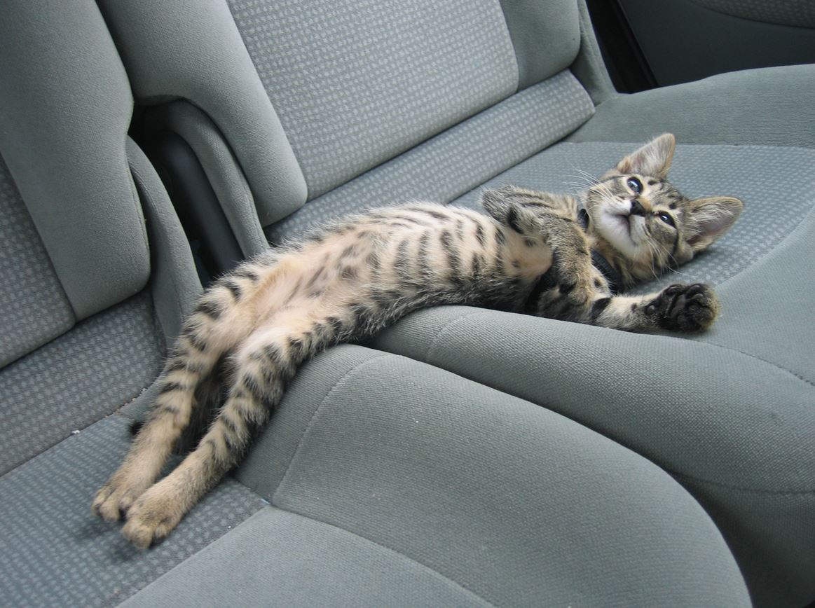 Le chat couché à l'arrière d'une voiture : il est à l'aise !