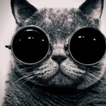 Le chat avec des lunettes de soleil
