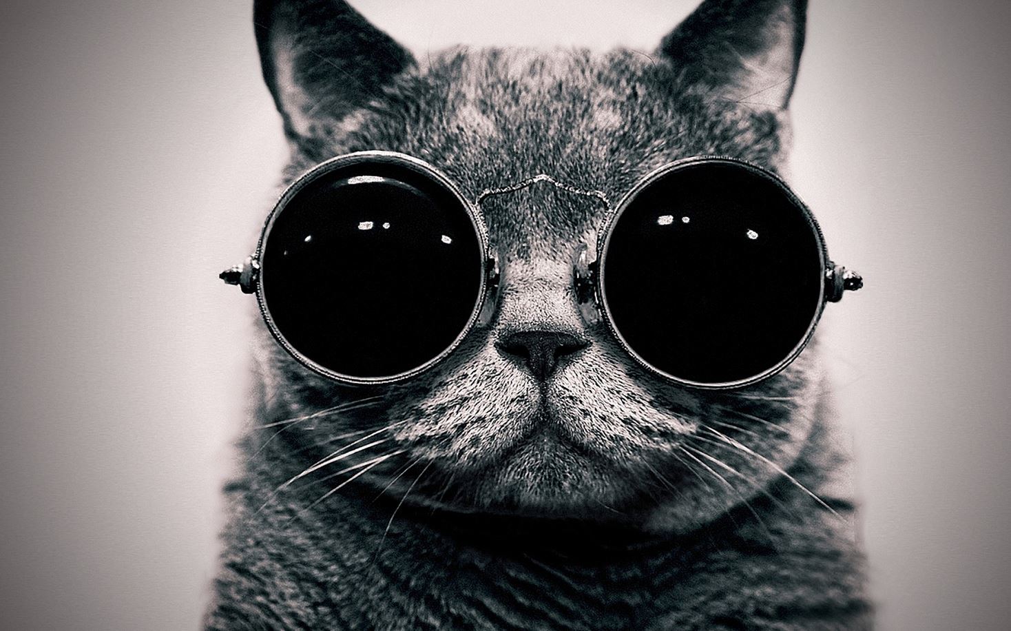 Le chat avec des lunettes de soleil