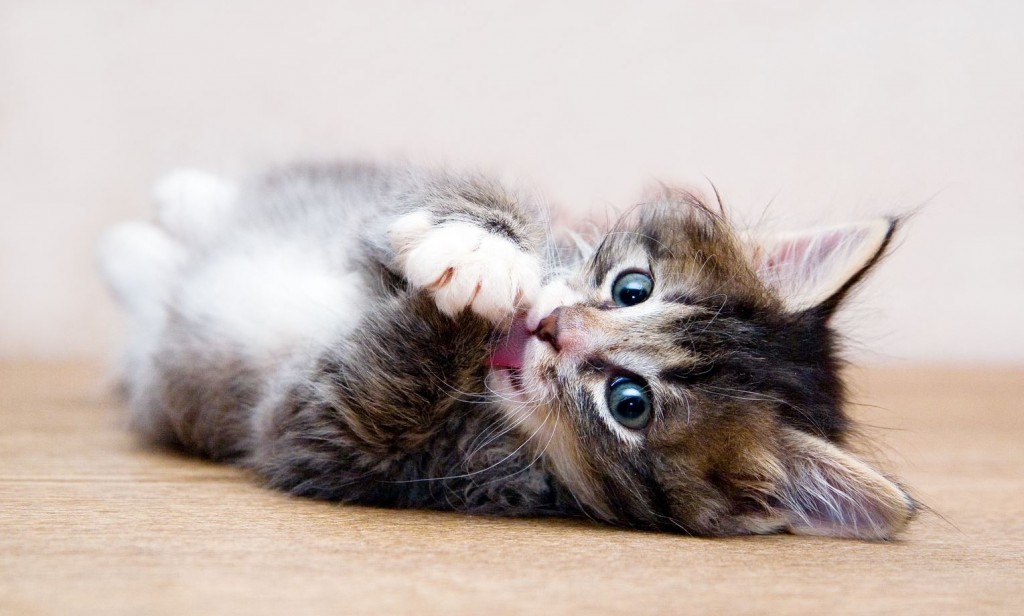 Le chaton mignon qui se lèche Lol Chat Images, photos et vidéos de lolcats