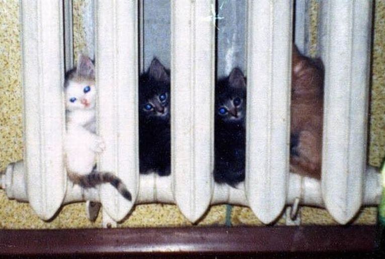 Des chatons qui se cachent dans un radiateur