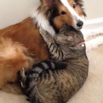 Un chat et un chien meilleurs amis !